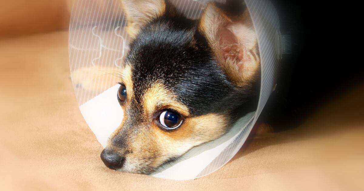 Georgia reps. file bill to forgive veterinarians&rsquo; student loans, up to $90,000