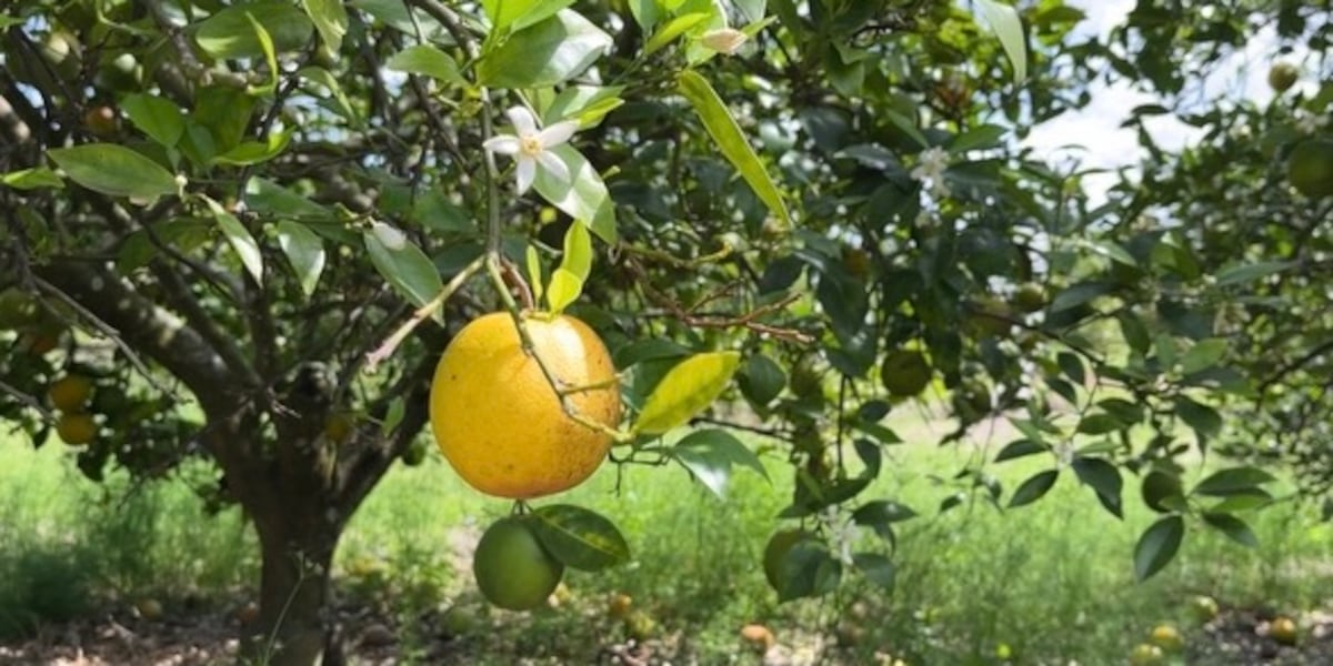 Georgia&rsquo;s Agriculture Commission established Citrus Commodity Commission to help Georgia&rsquo;s citrus industry succeed
